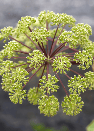 Holy Ghost Angelica – 50 Seeds