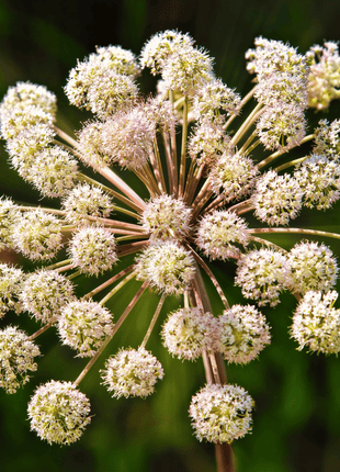 Holy Ghost Angelica – 50 Seeds
