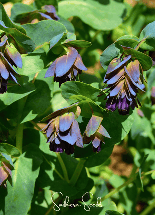 Blue Shrimp Honeywort – 10 Seeds