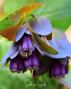 Blue Shrimp Honeywort – 10 Seeds
