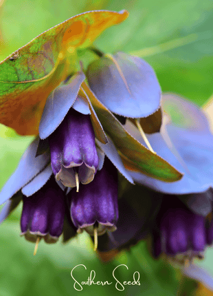 Blue Shrimp Honeywort – 10 Seeds