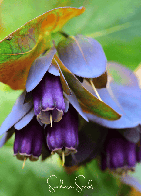 Blue Shrimp Honeywort – 10 Seeds
