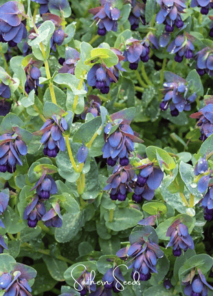Blue Shrimp Honeywort – 10 Seeds