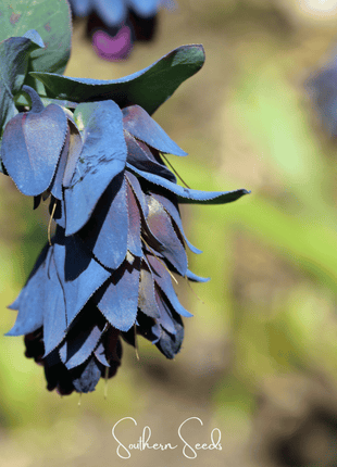 Blue Shrimp Honeywort – 10 Seeds