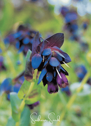 Blue Shrimp Honeywort – 10 Seeds