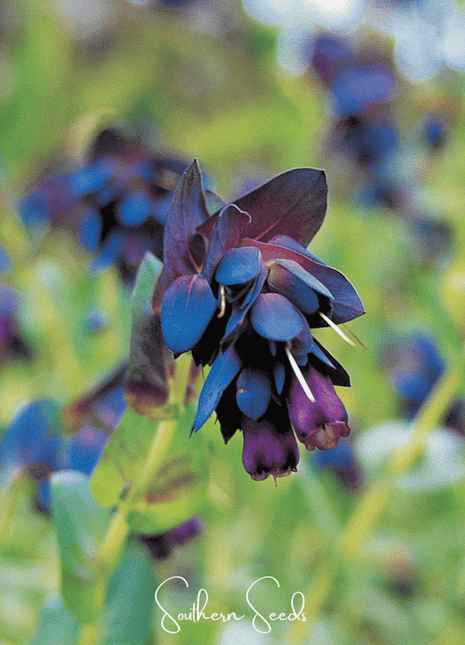 Blue Shrimp Honeywort – 10 Seeds