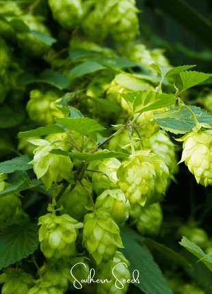 Beer Hops – 20 Seeds