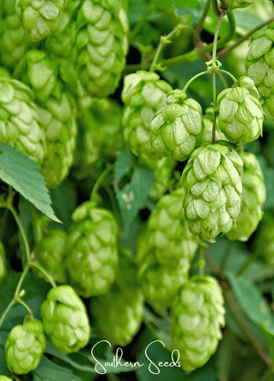 Beer Hops – 20 Seeds