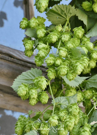 Beer Hops – 20 Seeds