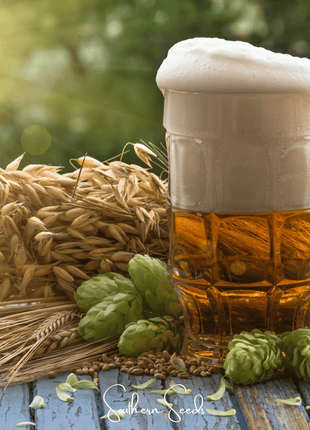 Beer Hops – 20 Seeds