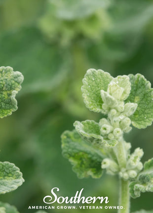 Horehound – 50 Seeds