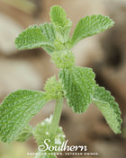 Horehound – 50 Seeds