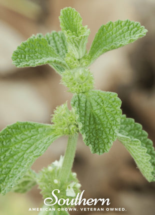 Horehound – 50 Seeds