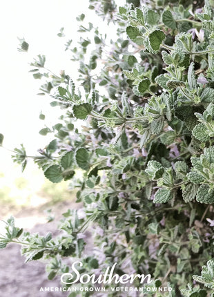 Horehound – 50 Seeds
