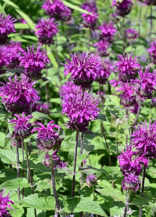 Lemon Bee Balm (Lemon Mint) – 100 Seeds