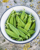 Sugar Daddy Peas – 20 Seeds