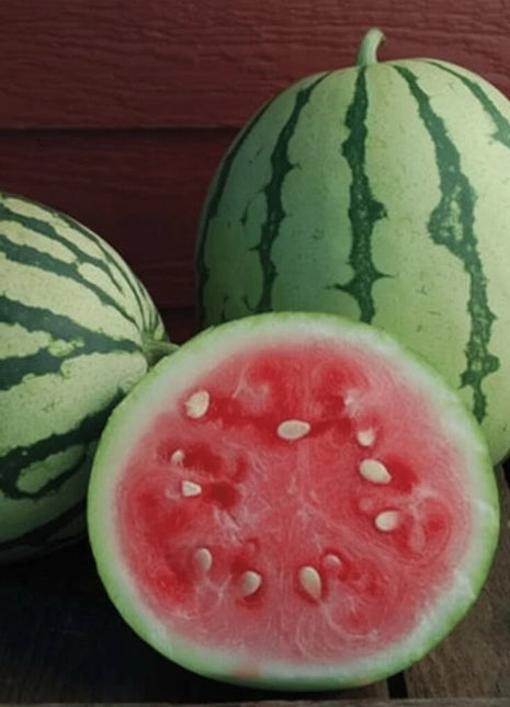 Dixie Queen Watermelon – 25 Seeds