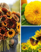 Sunflower Seed Collection – 6 Varieties
