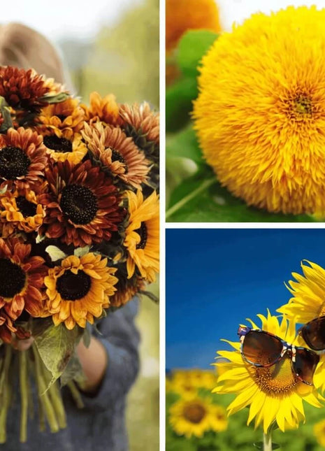 Sunflower Seed Collection – 6 Varieties