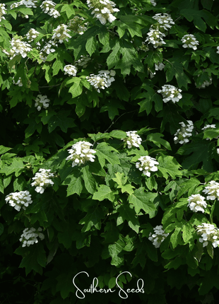 Oakleaf Hydrangea – 100 Seeds