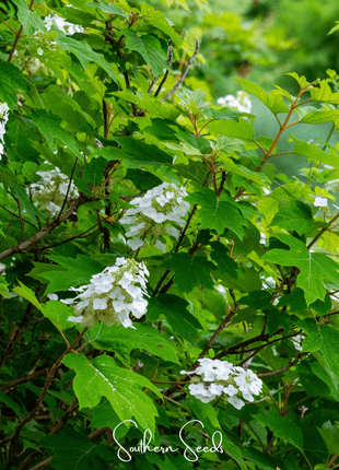 Oakleaf Hydrangea – 100 Seeds