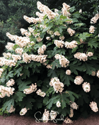 Oakleaf Hydrangea – 100 Seeds