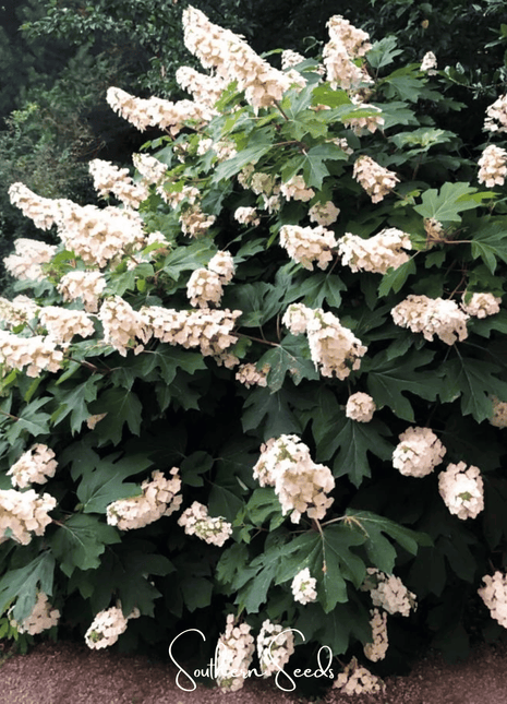 Oakleaf Hydrangea – 100 Seeds