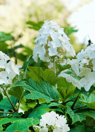 Oakleaf Hydrangea – 100 Seeds