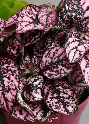 Pink Polka Dot Hypoestes – 25 Seeds