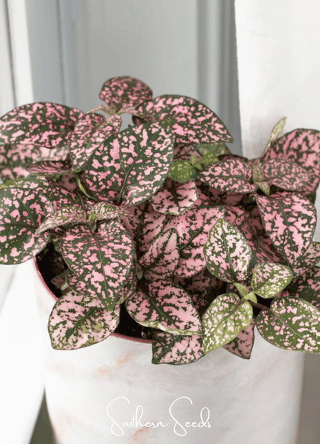Pink Polka Dot Hypoestes – 25 Seeds