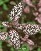 Pink Polka Dot Hypoestes – 25 Seeds