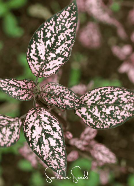 Pink Polka Dot Hypoestes – 25 Seeds