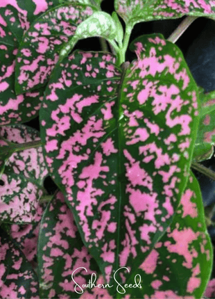 Pink Polka Dot Hypoestes – 25 Seeds