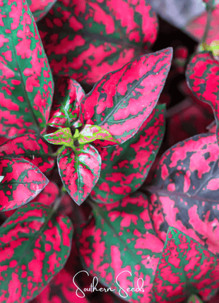 Splash Select Red Hypoestes – 25 Seeds