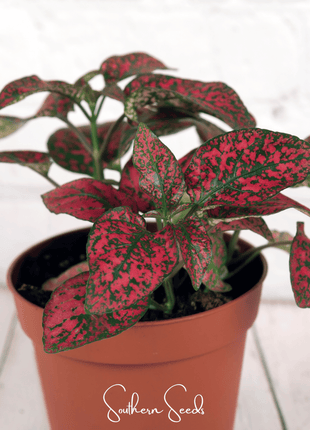 Splash Select Red Hypoestes – 25 Seeds