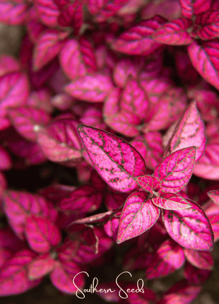 Splash Select Red Hypoestes – 25 Seeds