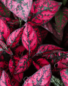 Splash Select Red Hypoestes – 25 Seeds