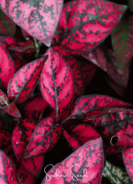 Splash Select Red Hypoestes – 25 Seeds