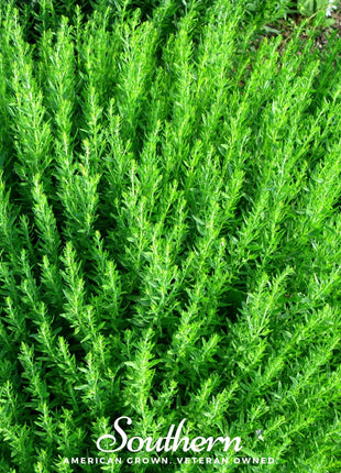 Blue Hyssop – 200 Seeds