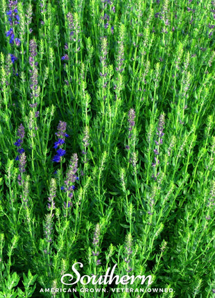 Blue Hyssop – 200 Seeds