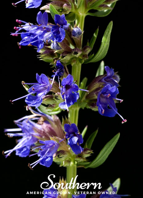 Blue Hyssop – 200 Seeds