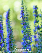 Blue Hyssop – 200 Seeds