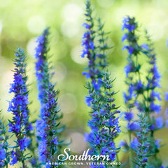 Collection image for: Hyssop