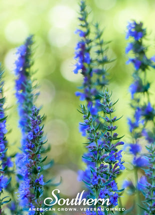Blue Hyssop – 200 Seeds