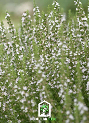 White Hyssop – 50 Seeds