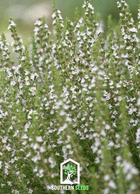 White Hyssop – 50 Seeds