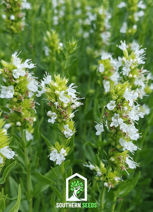 White Hyssop – 50 Seeds