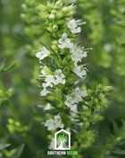White Hyssop – 50 Seeds