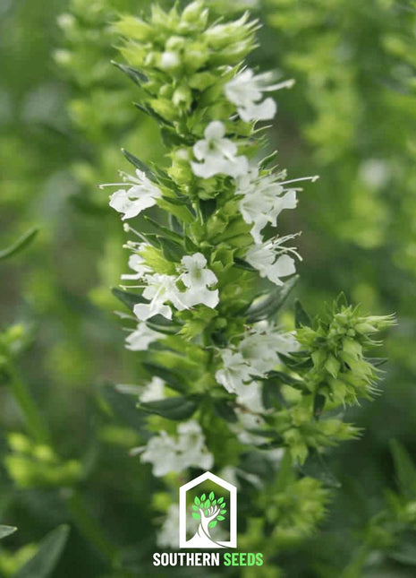 White Hyssop – 50 Seeds
