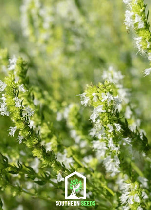 White Hyssop – 50 Seeds